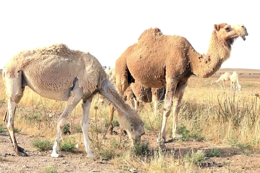 تربية الإبل.. بين الأصالة وتحديات الحاضر وجهود التطوير