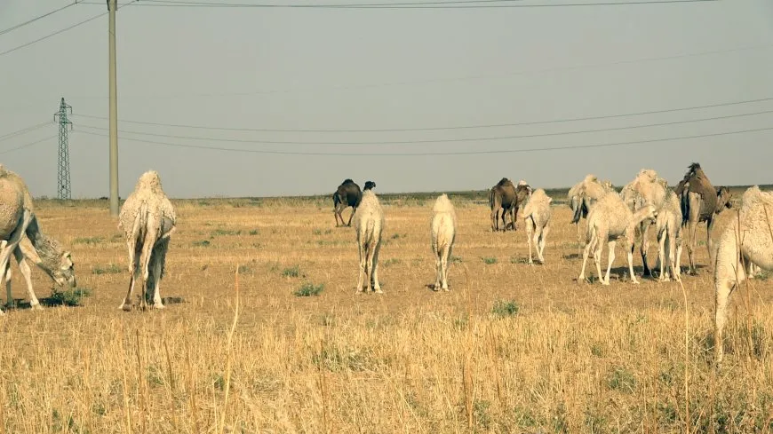 تربية الإبل.. بين الأصالة وتحديات الحاضر وجهود التطوير
