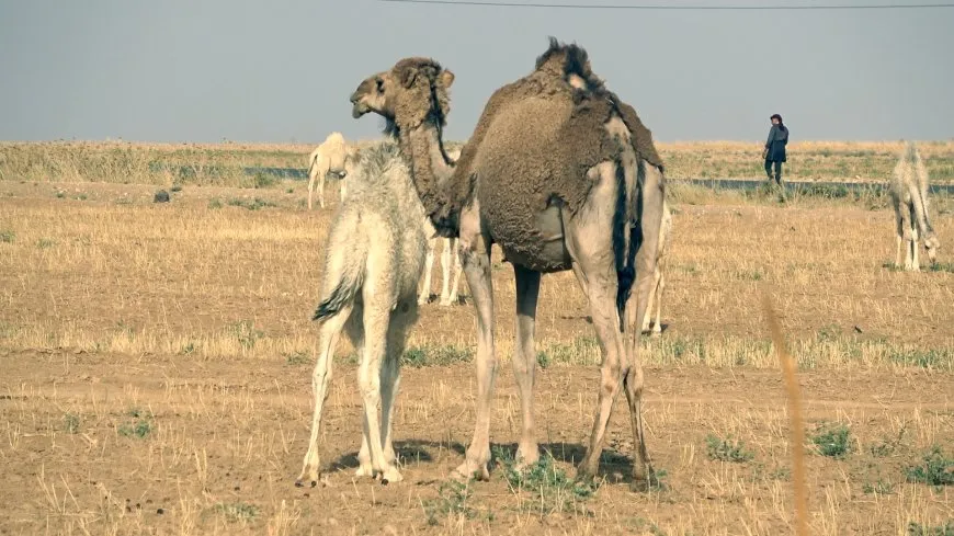 تربية الإبل.. بين الأصالة وتحديات الحاضر وجهود التطوير