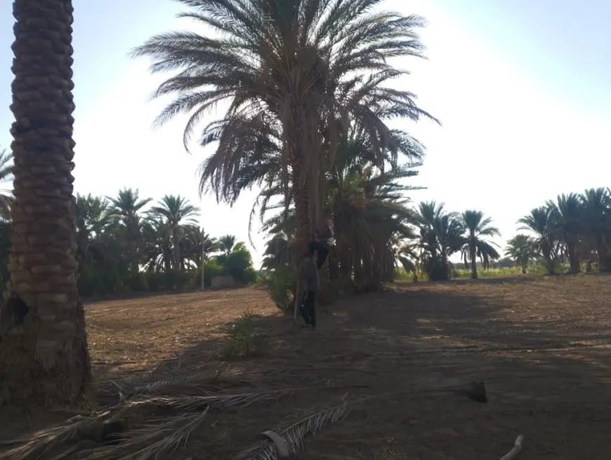 دير الزور تتحضر لمهرجان النخيل الرابع