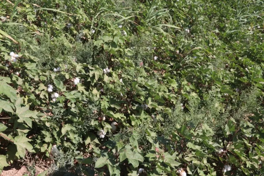 الزراعة تُحتضر على ضفاف الفرات نتيجة النقص الحاد في الوارد المائي 
