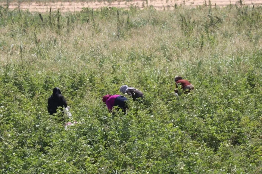 الزراعة تُحتضر على ضفاف الفرات نتيجة النقص الحاد في الوارد المائي 