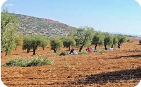 نهب محصول وتكسير أكثر من 150 شجرة زيتون في ريف عفرين المحتلة
