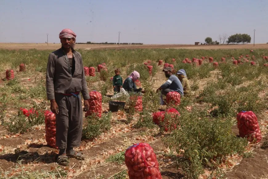 بإنتاج جيد.. موسم البصل البلدي في مقاطعة الجزيرة