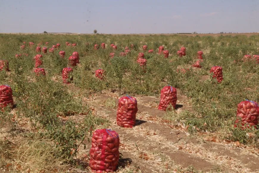 بإنتاج جيد.. موسم البصل البلدي في مقاطعة الجزيرة
