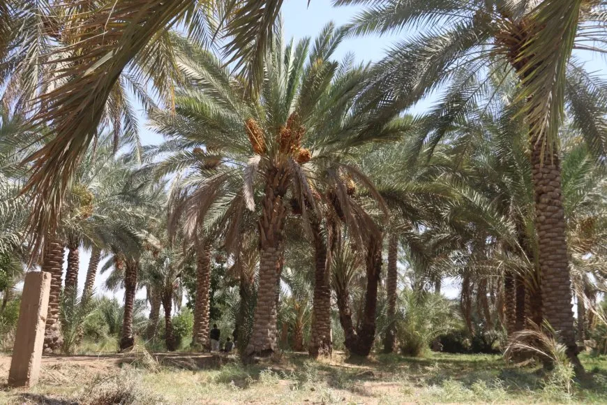 لأشجار النخيل نصيب من الحرب والجفاف