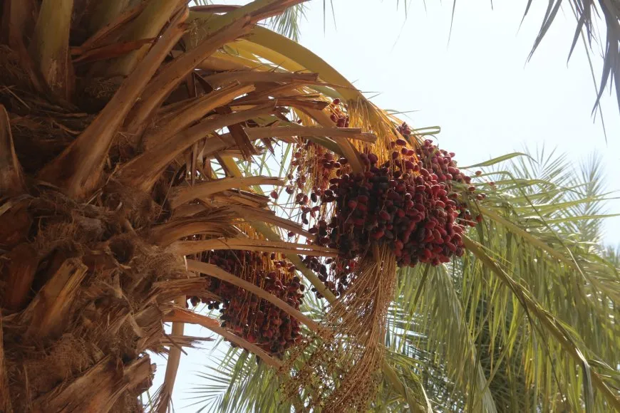 لأشجار النخيل نصيب من الحرب والجفاف