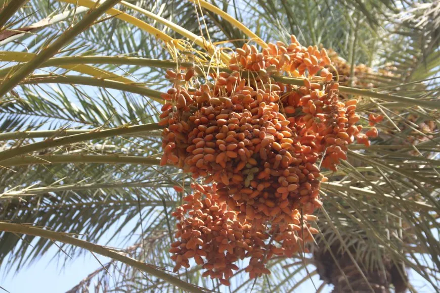 لأشجار النخيل نصيب من الحرب والجفاف