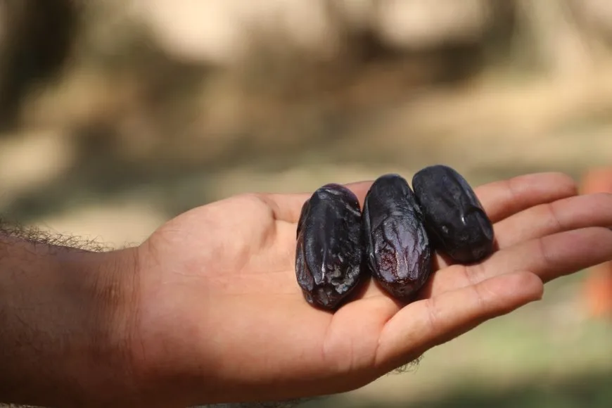 لأشجار النخيل نصيب من الحرب والجفاف