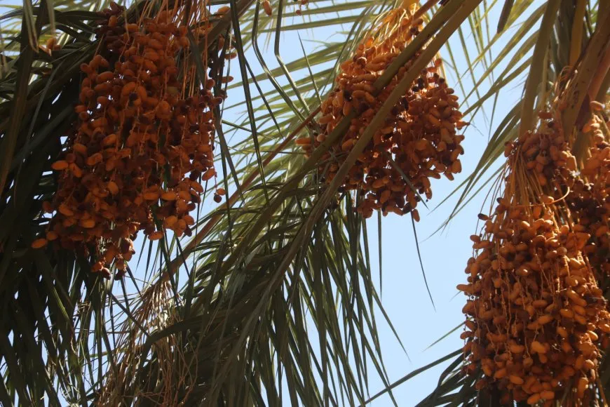 لأشجار النخيل نصيب من الحرب والجفاف