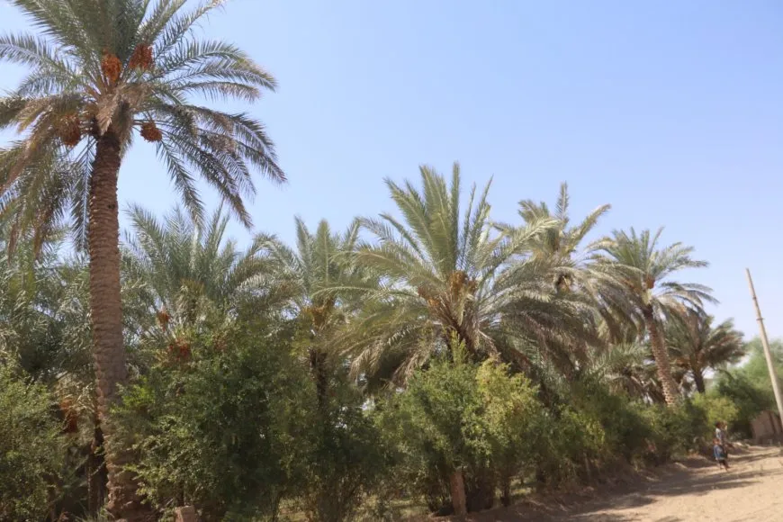 لأشجار النخيل نصيب من الحرب والجفاف