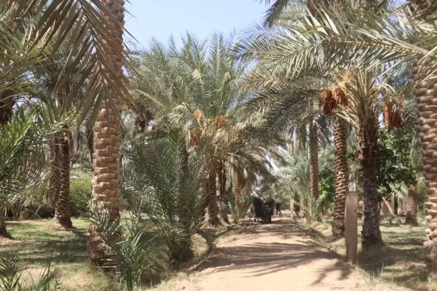 لأشجار النخيل نصيب من الحرب والجفاف