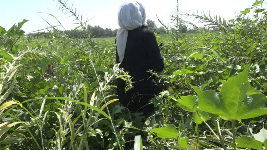 نساء دير الزور يتجهن نحو الزراعة التكثيفية كمصدر رئيس للدخل