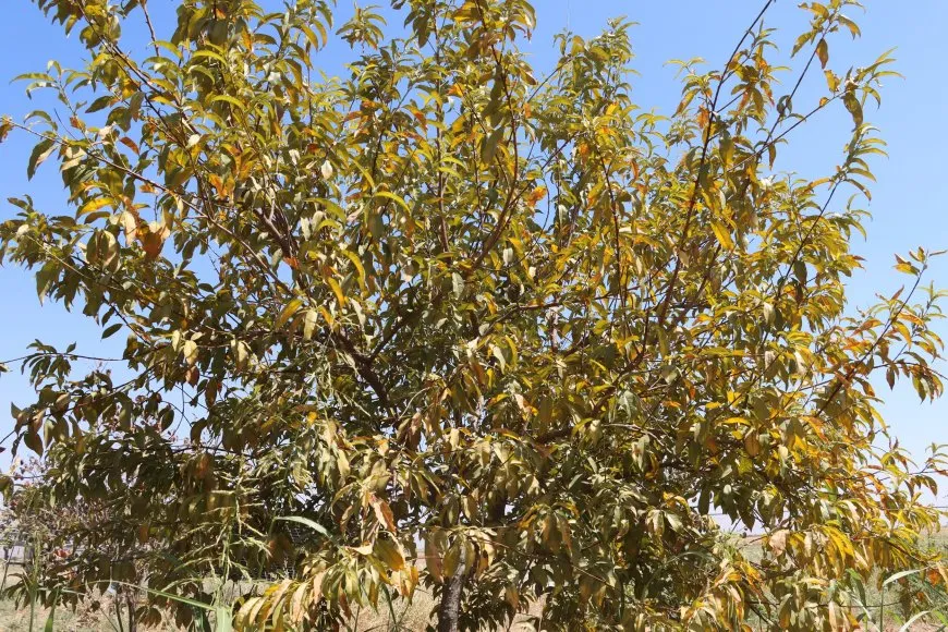 أشجار الفواكه في الجزيرة.. تطور أنواع وتراجع أخرى