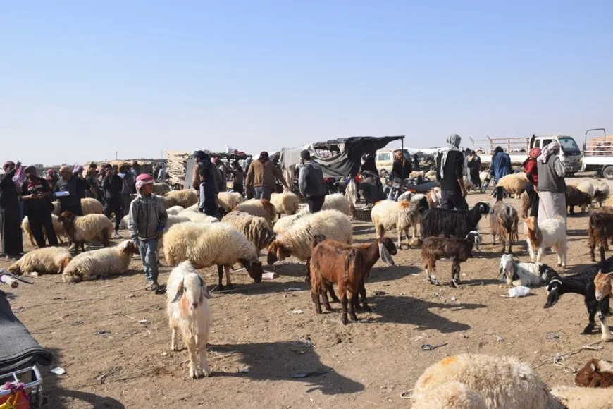 الجفاف وغلاء الأعلاف يهددان ما تبقّى من ثروة حيوانية في الشدادي