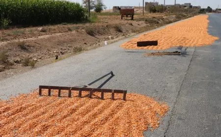 مزارعو دير حافر والرقة يطالبون بفتح المعابر وتشغيل المجففات لإنقاذ موسم الذرة