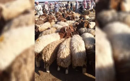 أزمة تربية الأغنام في حماة.. ثروة حيوانية على حافة الهاوية بفعل الإهمال والجفاف