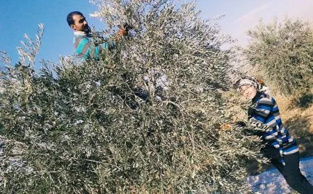 جيش الاحتلال التركي يستهدف عمال الزيتون في ريف كوباني
