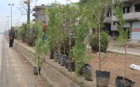 زراعة 50 شجرة على طريق الحزام الجنوبي في قامشلو