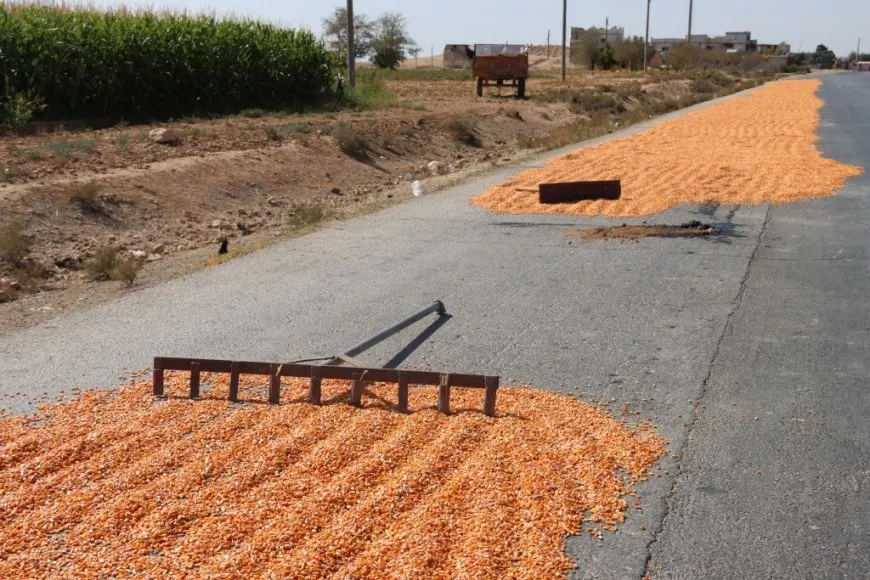 مزارعو دير حافر والرقة يطالبون بفتح المعابر وتشغيل المجففات لإنقاذ موسم الذرة