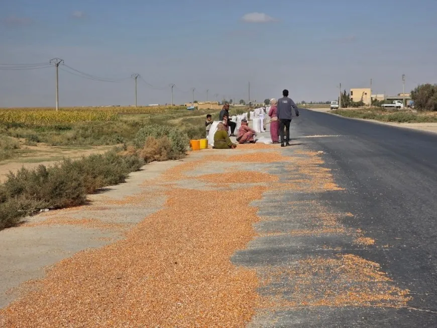 مزارعو دير حافر والرقة يطالبون بفتح المعابر وتشغيل المجففات لإنقاذ موسم الذرة