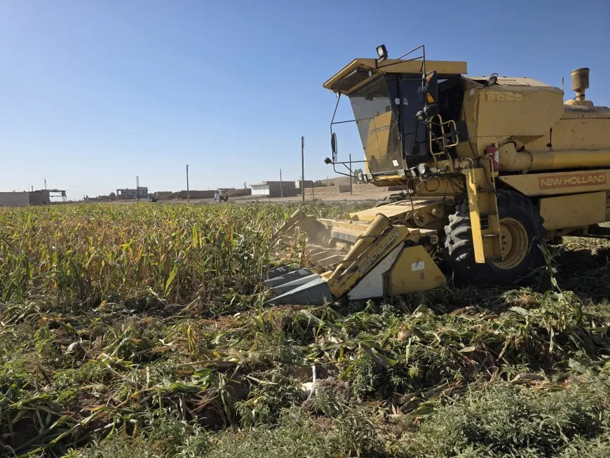 مزارعو دير حافر والرقة يطالبون بفتح المعابر وتشغيل المجففات لإنقاذ موسم الذرة
