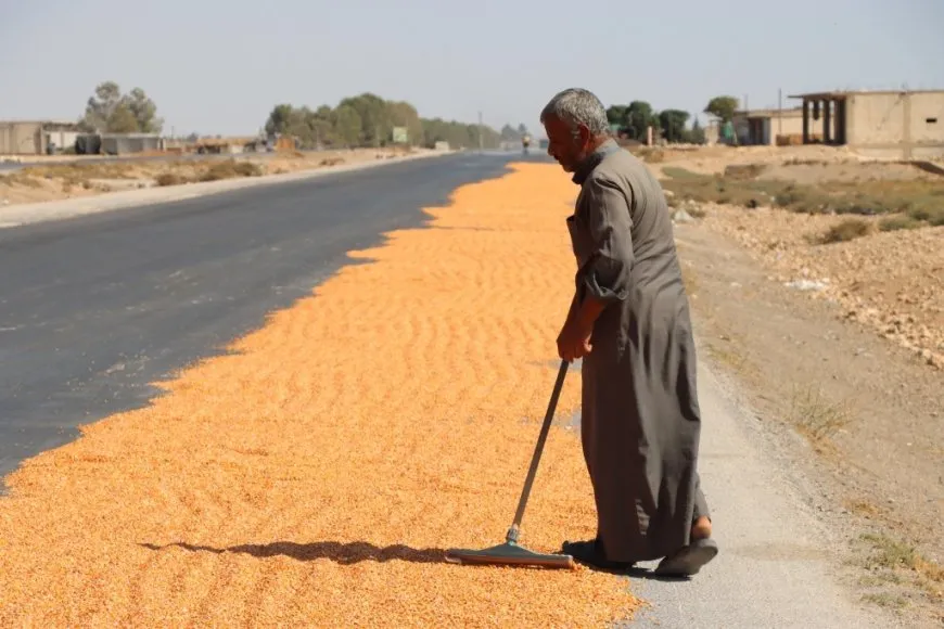 مزارعو دير حافر والرقة يطالبون بفتح المعابر وتشغيل المجففات لإنقاذ موسم الذرة