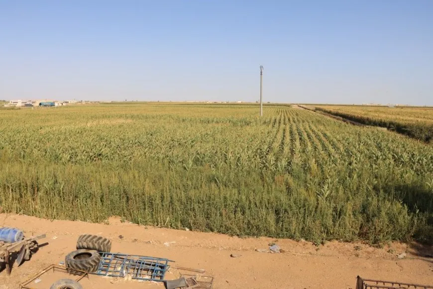 مزارعو دير حافر والرقة يطالبون بفتح المعابر وتشغيل المجففات لإنقاذ موسم الذرة