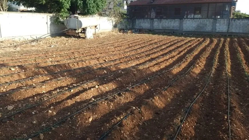 إيجاد سوق لتصريف المنتج أبرز تحديات زراعة الزعفران في سوريا