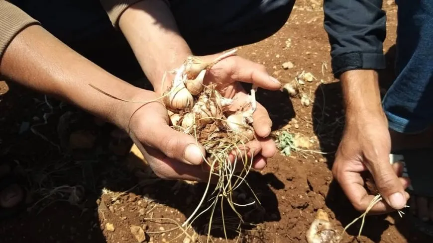 إيجاد سوق لتصريف المنتج أبرز تحديات زراعة الزعفران في سوريا