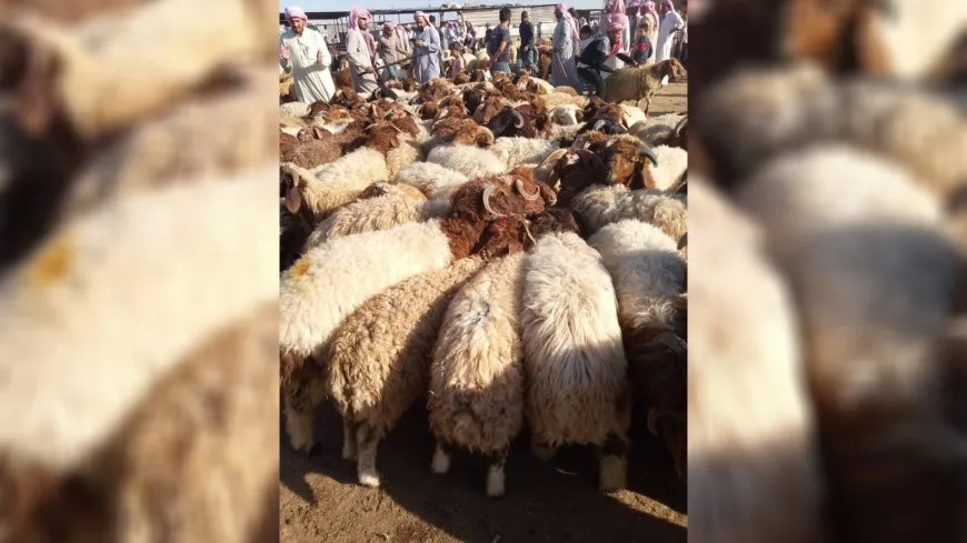 أزمة تربية الأغنام في حماة.. ثروة حيوانية على حافة الهاوية بفعل الإهمال والجفاف