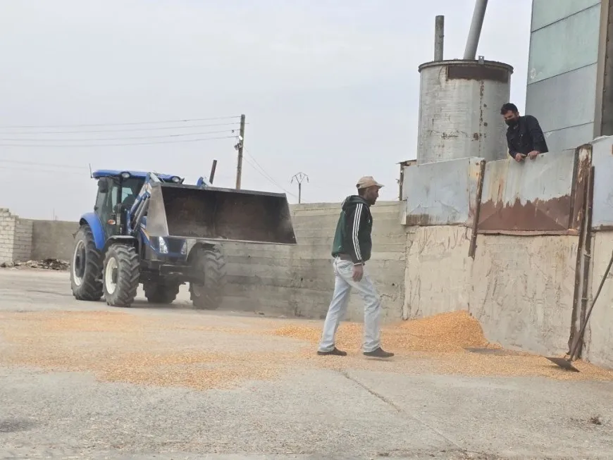 تشغيل مجفف الذرة الصفراء لحماية المحاصيل وتسهيل عمل المزارعين
