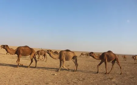 مربّو الإبل يطالبون بمخصصات أعلاف لقطعانهم