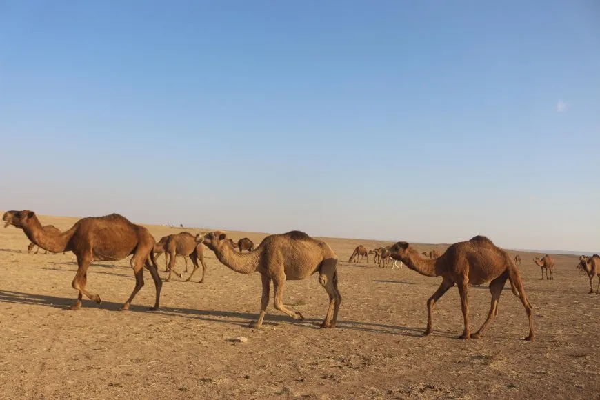 مربّو الإبل يطالبون بمخصصات أعلاف لقطعانهم