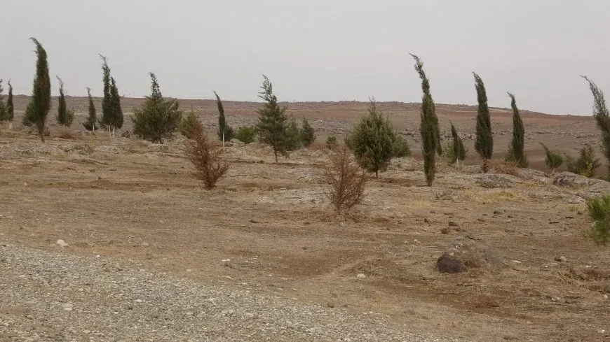 هيئة البيئة بمقاطعة الجزيرة تزرع 500 غرسة في محميتي عابرة ومعشوق