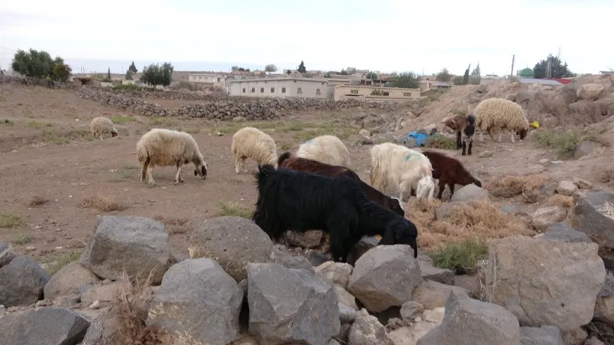 مشاهد من الحياة الريفية في مقاطعة الجزيرة
