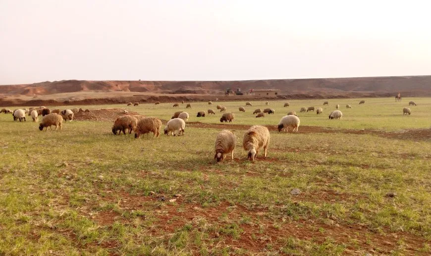مشاهد من الحياة الريفية في مقاطعة الجزيرة