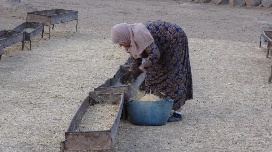 مشاهد من الحياة الريفية في مقاطعة الجزيرة