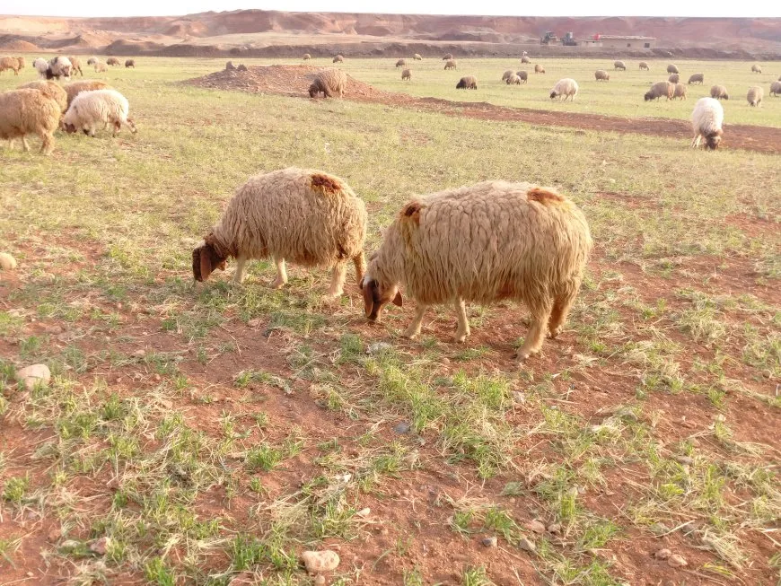 الأمطار تنهي الجفاف وتعيد الحياة للزراعة والبيئة