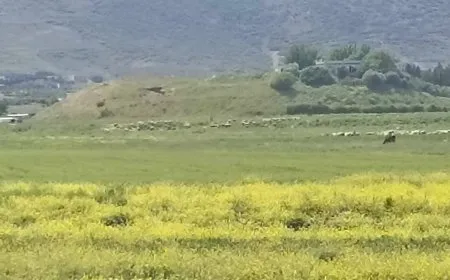 فلاحو سهل الغاب يستغيثون: قطعان الأغنام تلتهم ثمار تعبنا
