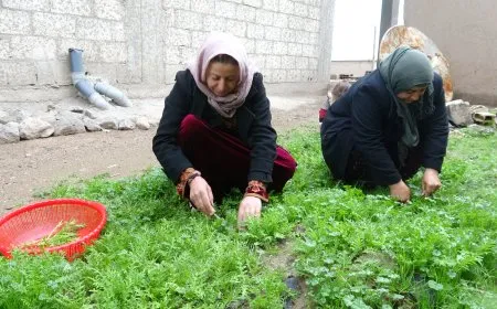 الربيع ينعش دورة الحياة في آليان ويُغني الموائد بالأعشاب البرية 