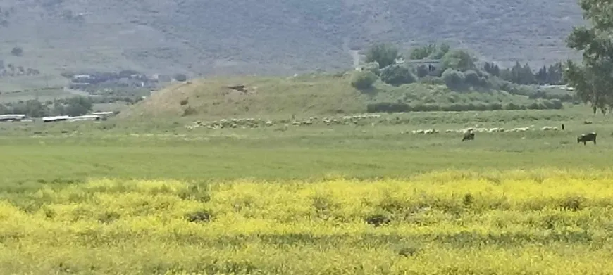 فلاحو سهل الغاب يستغيثون: قطعان الأغنام تلتهم ثمار تعبنا