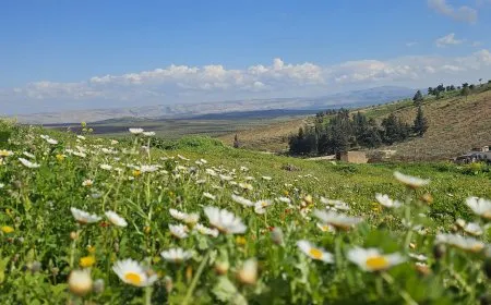 مشاهد من عفرين