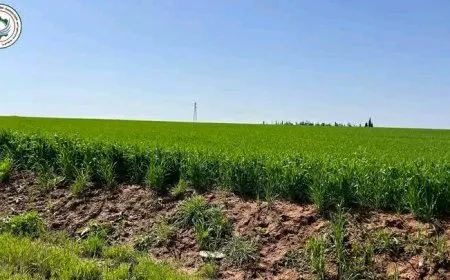 حملة لمكافحة الأعشاب للحد من مخاطر الحرائق خلال موسم الحصاد