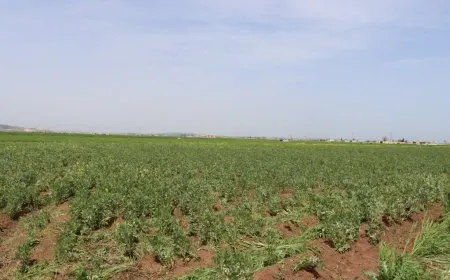 انتعاش الزراعة في كوباني وزيادة تنوّع المحاصيل بفضل الأمطار الغزيرة