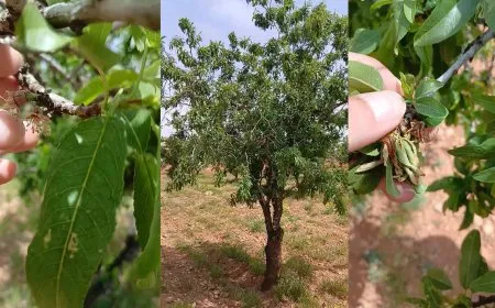موجة صقيع تضرب محصول اللوز في حمص وتكبّد المزارعين خسائر