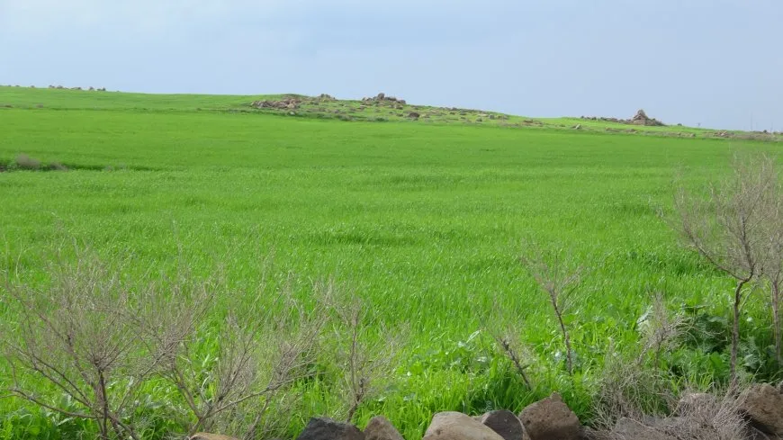ربيع منطقة آليان بعد الهطولات المطرية 