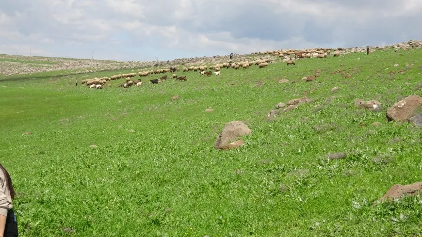 انتعاش المراعي في منطقة آليان بعد هطول الأمطار 