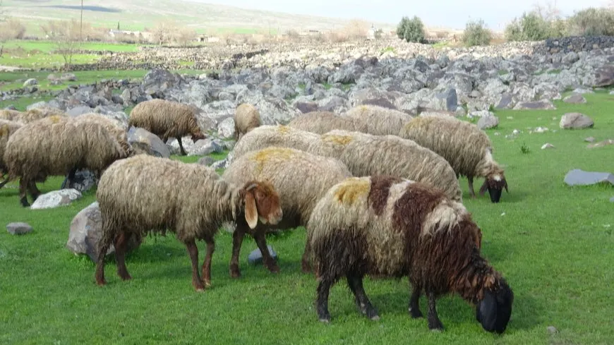 انتعاش المراعي في منطقة آليان بعد هطول الأمطار 