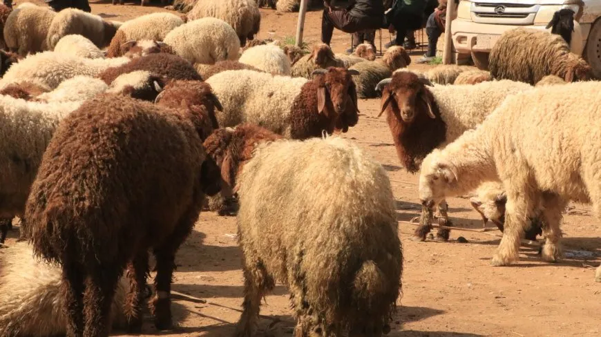 انتعاش أسواق المواشي في الجزيرة مع حلول الربيع وارتفاع ملحوظ في الأسعار